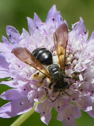 Andrena hattorfiana